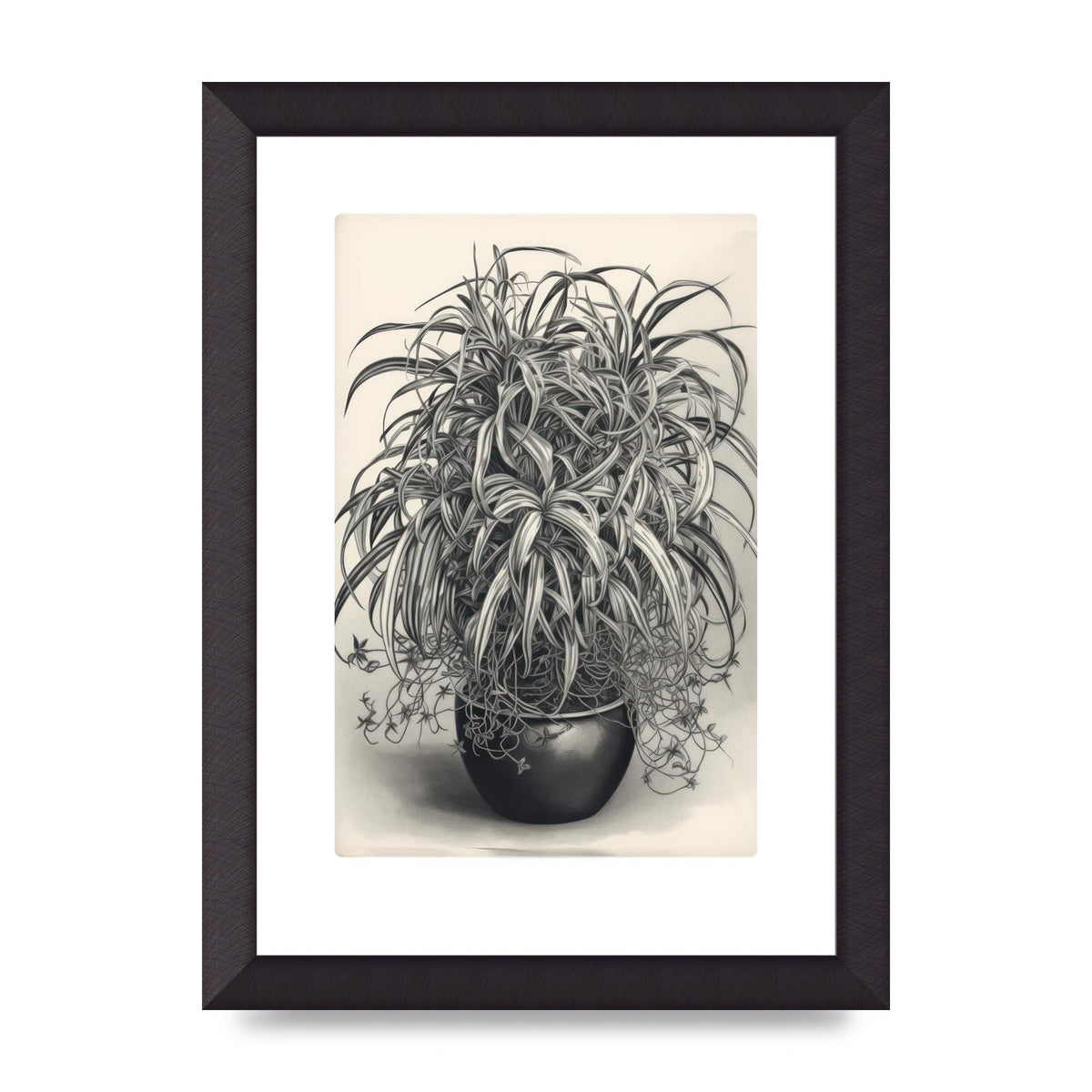 Spider Plant in Bold Monochrome