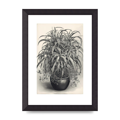 Spider Plant in Bold Monochrome