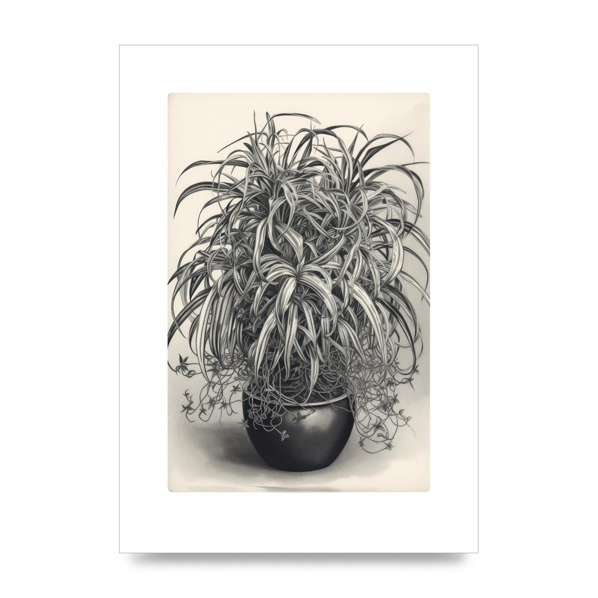 Spider Plant in Bold Monochrome
