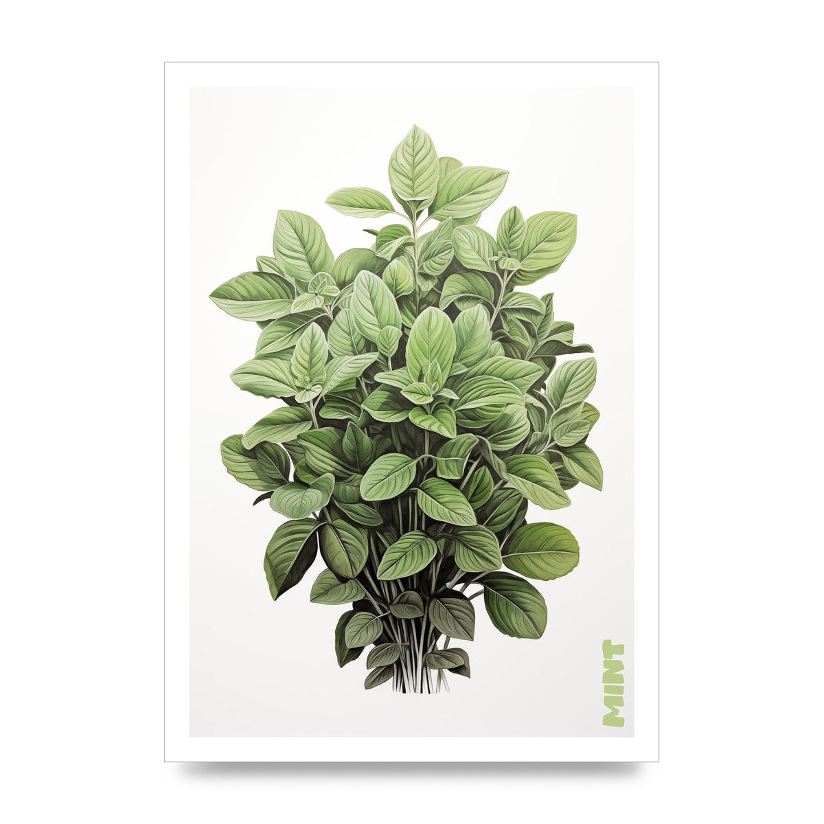 Mint Leaves Black and White Refreshment