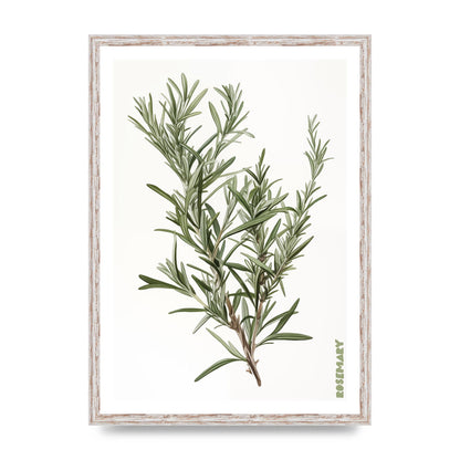 Rosemary Whispers in Minimalist Art