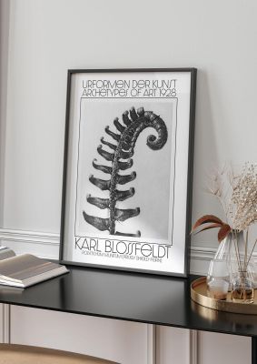 An unframed print of karl blossfeldt urformen der kunst 1928 polystichum munitum prickly shield fern a famous illustration in monochrome