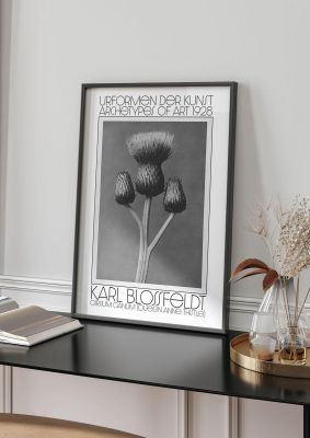 An unframed print of karl blossfeldt urformen der kunst 1928 cirsium canum queen anne thistle a famous paintings illustration in grey and white accent colour