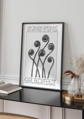 An unframed print of karl blossfeldt urformen der kunst 1928 adiantum pedatum american maiden hair fern an illustration in monochrome