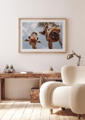 An unframed print of 2 giraffes tongue out photograph in blue and beige accent colour