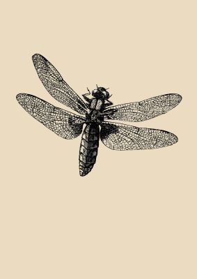 An unframed print of vintage dragonfly graphical illustration in beige and black accent colour