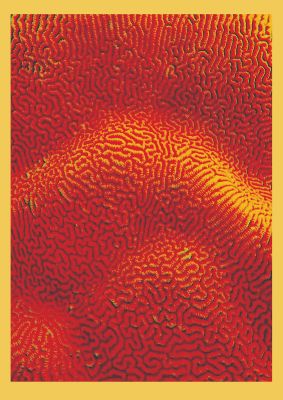 An unframed print of yellow psychedellic pattern graphical illustration in red and yellow accent colour