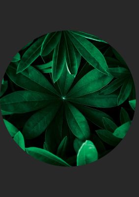 An unframed print of black back green plant disc series five nature photograph in green and black accent colour