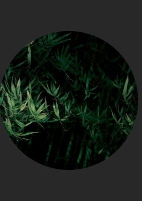 An unframed print of black back green plant disc series eight nature photograph in green and black accent colour