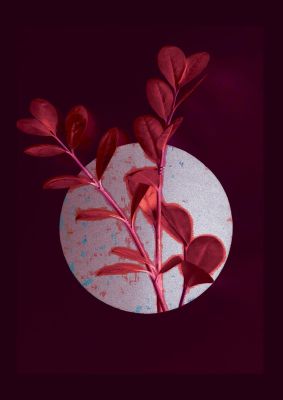 An unframed print of dark pink red flower botanical photograph in red and white accent colour