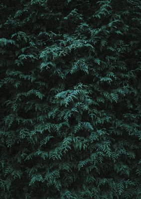 An unframed print of grainy bush leaf green botanical photograph in green and black accent colour