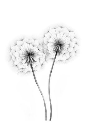 Monochrome Dandelion Seed Heads Art Print for Minimalist Decor