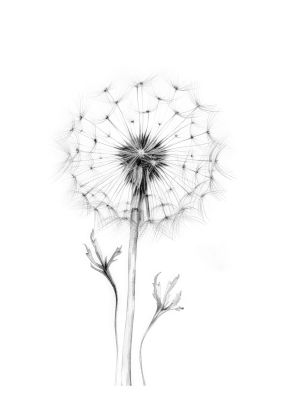 Single Dandelion Seed Head Art Print in Monochrome