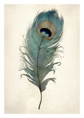 Vintage peacock feather illustration with detailed eye spot