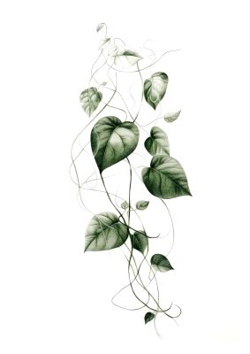 Green vine leaves illustration perfect for adding a touch of nature to your home decor